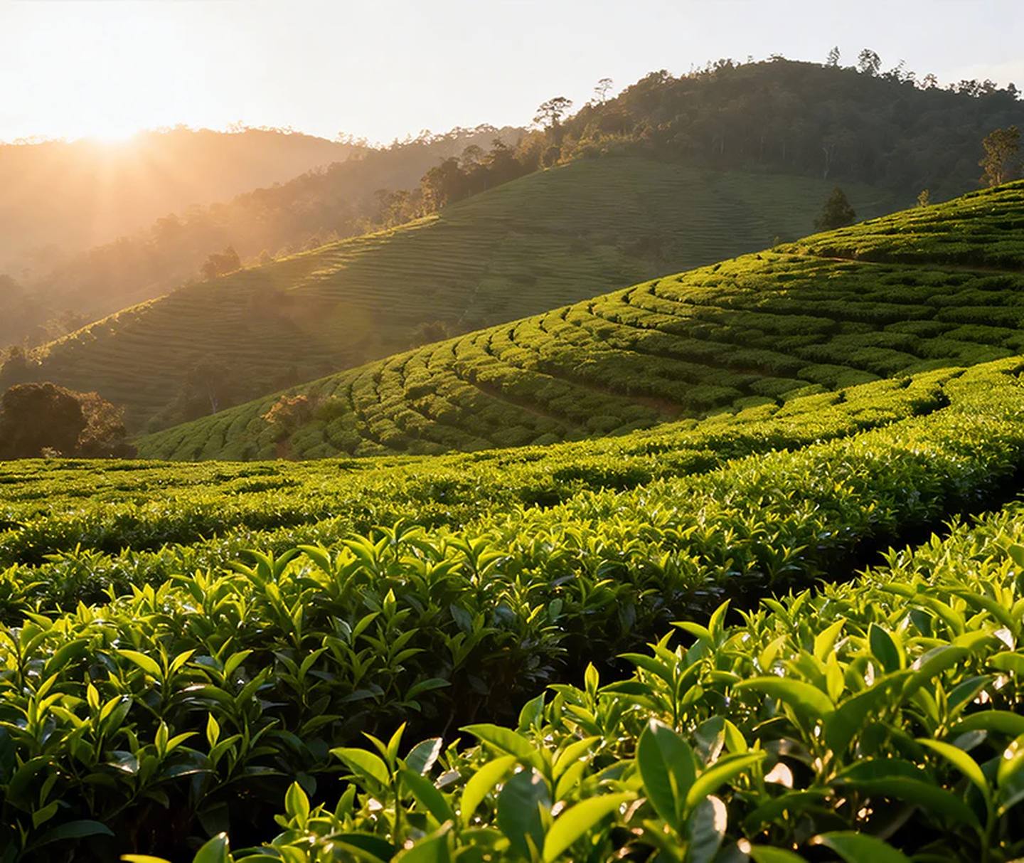 茶园景观：以茶为媒，传递东方茶文化